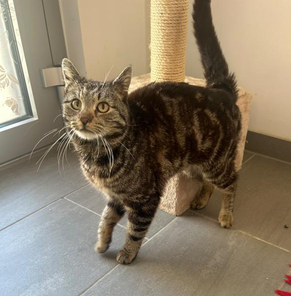 Europäische Hauskatze